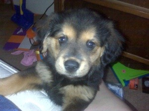 Black and tan puppy.