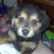 Black and tan puppy.