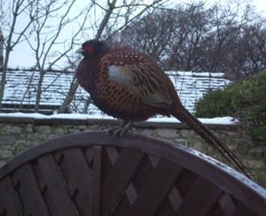 pheasant on fence
