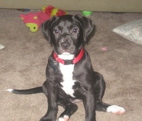 Black puppy with white chest.