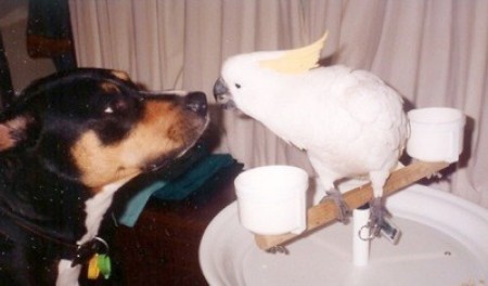 Mr. V (Sulphur-crested Cockatoo)