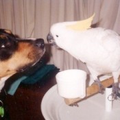 Mr. V (Sulphur-crested Cockatoo)