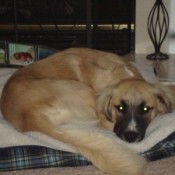 Tan dog with black muzzle and fluffy tail.