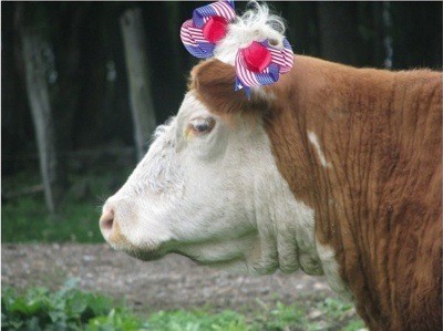 Patriotic Cow