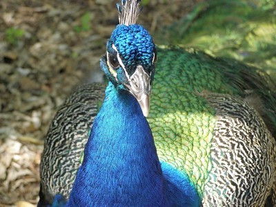 closeup of  peacock