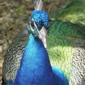 closeup of  peacock