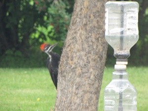 Woodpecker on tree.