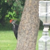 Woodpecker on tree.