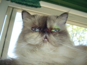 Himalayan Cat