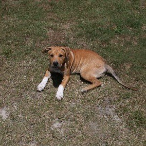 Brown dog with white front paws.