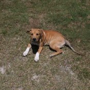 Brown dog with white front paws.