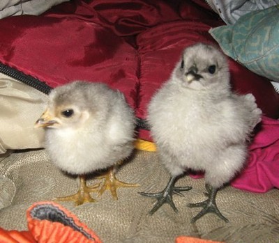 Two baby chicks.