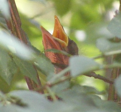 robin baby with open mouth