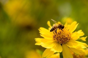 bee on yellow flower