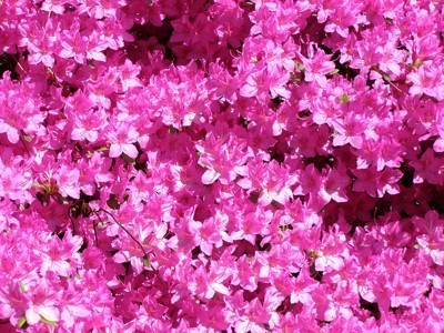 Bright pink azalea flowers