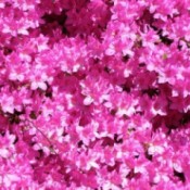 Bright pink azalea flowers
