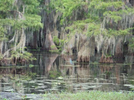 Moss covered trees at edge of lake.