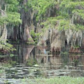 Moss covered trees at edge of lake.