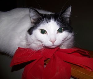 Blossom with Red Bow