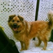 Bubba (Chow/Golden Retriever)