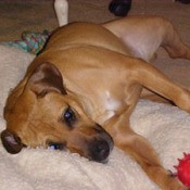 Brown Pit lying on bed.
