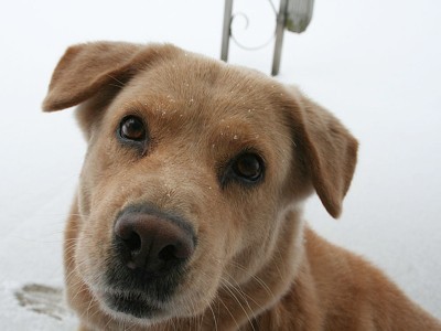 Tan dog closeup.