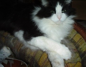 Black and white long haired cat.