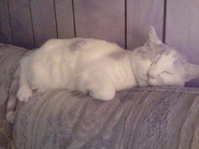 White and tan cat sleeping on back of couch.