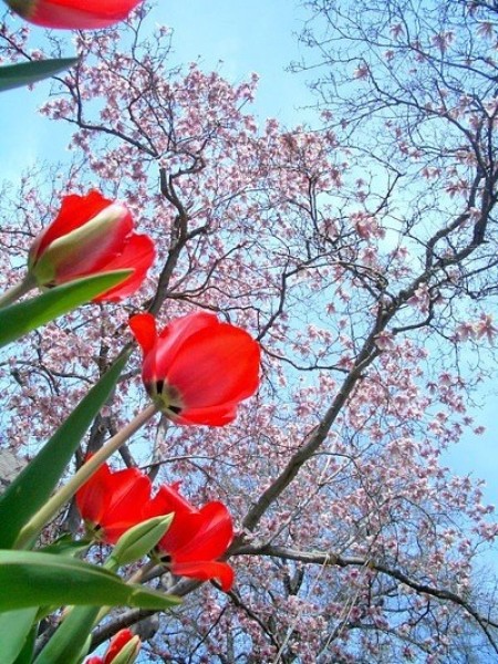 Tulips blooming under a magnolia tree.
