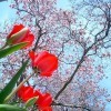 Tulips blooming under a magnolia tree.