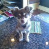Fender (Long Haired Chihuahua)