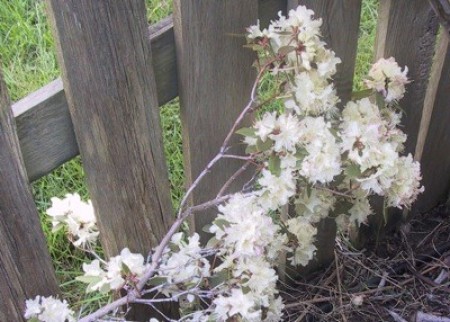 white rhododendron flowers
