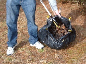 Picking up Pine Cones