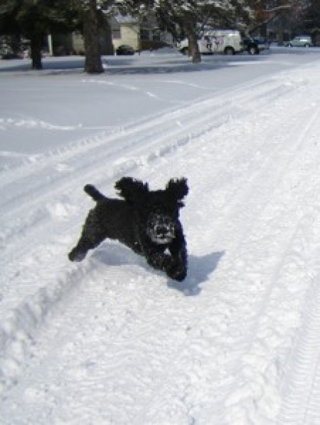 Abby (Cockapoo)