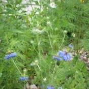 Nigella with cosmos in background.