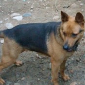 Dog with Shepherd color but shorter legs.