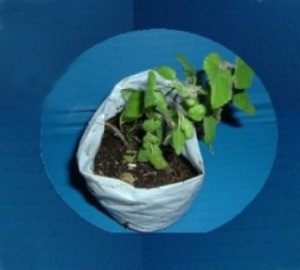 Shopping Bag Into Planting Bags - seedling in plastic bag pot