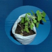 Shopping Bag Into Planting Bags - seedling in plastic bag pot