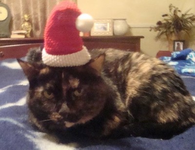 Tortie in Santa hat.