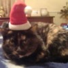 Tortie in Santa hat.