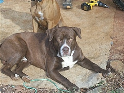 Pitbull and best sale chocolate lab mix