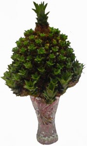 Dark green conical plant with pineapple on top.