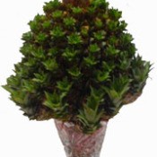Dark green conical plant with pineapple on top.
