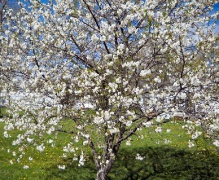 A cherry tree in bloom.