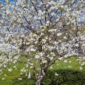 A cherry tree in bloom.