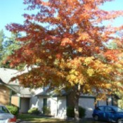 tree with fall colors