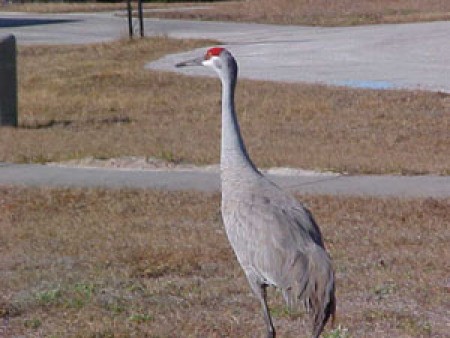 A sandhill crane outside.