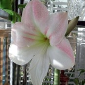 A white and pink amaryllis blossom.