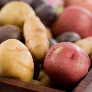 various kinds of potatoes