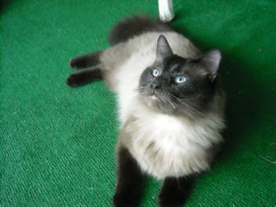 Himalayan Cat